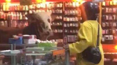 Di Kediri, Sapi Jantan Jenis Brahman Ngamuk di Toko Buku