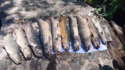 Ikan Dewa Cibulan Mati Massal, Belum Diketahui Apa Penyebabnya