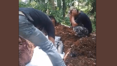 ikan dewa mati massal
