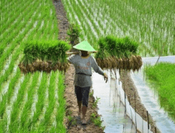 Indonesia Negara Agraris dan Maritim, Kenapa Petani dan Nelayan Belum Sejahtera