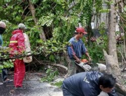 Triwulan III 2022, Ada 217 Kejadian Pohon Tumbang dan Patah Dahan di Kota Bandung