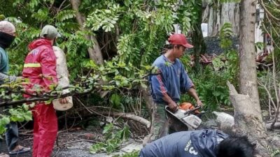 ketiban pohon tumbang