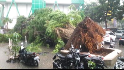 pohon tumbang