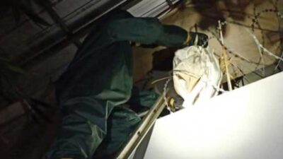 evakuasi sarang tawon