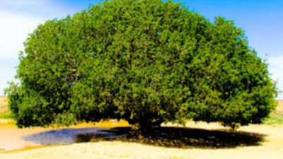 Nubuwat Nabi Muhammad Dalam Kitab Yahudi