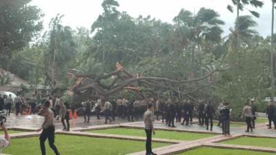 Empat Polisi Dilarikan ke RS Tarakan, Tertimpa Pohon Tumbang Balai Kota