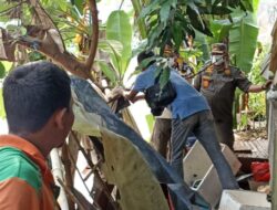 Gubuk Liar Bantaran Ciliwung Digerebek, Penghuninya Lari Kocar-kacir