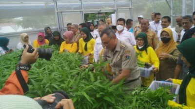 Kebun Bhineka RW06 Kebonkosong Panen Kangkung, Walikota Jakpus Bilang Ini