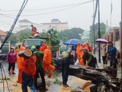 Hujan dan Angin Kencang, Pohon Beringin Depan SD Roboh Hajar Tiang PLN