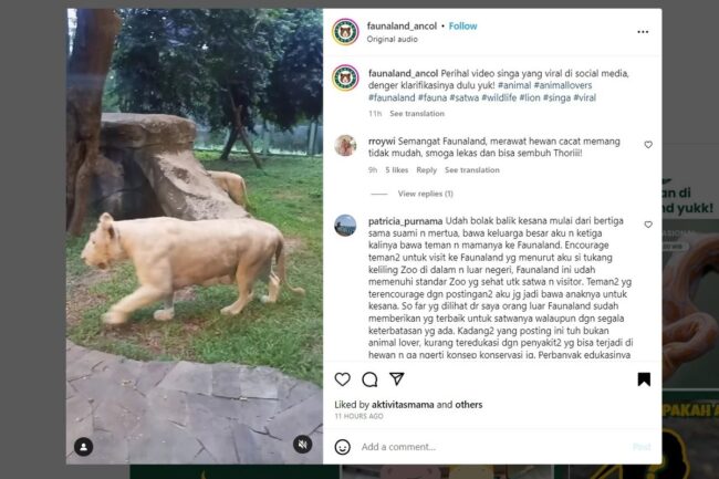 Video Viral Singa Kecil