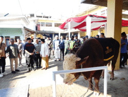 Sapi Kurban Banpres Prabowo Disembelih di Ponpes Assa’adah Limbangan Garut