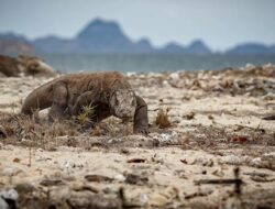 Melalui Breeding Loan Komodo, Indonesia dan Jepang Perkuat Kerja Sama Konservasi Satwa Liar