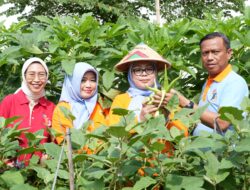 Walikota Jakarta Timur Panen Melon Di Tengah Kepadatan Kota