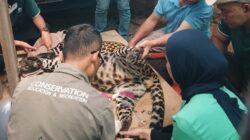 Satwa Kebun Binatang Bandung Dipastikan Sehat, Pemkot Perkuat Rencana Perawatan Lanjutan