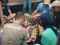 Satwa Kebun Binatang Bandung Dipastikan Sehat, Pemkot Perkuat Rencana Perawatan Lanjutan