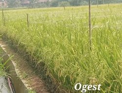 Di Pematang Harapan: Ketika Petani dan Bulog Menjaga Pangan Indonesia