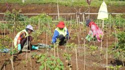 Cegah Bencana, 22 Hektare Kebun Teh di Ciater dan Pangalengan Direvitalisasi