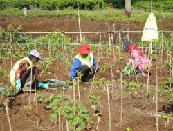 Cegah Bencana, 22 Hektare Kebun Teh di Ciater dan Pangalengan Direvitalisasi